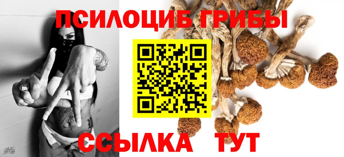 Галлюциногенные грибы Psilocybine cubensis Коряжма